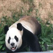哈哈啊啊吖吖呵