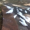 张红新