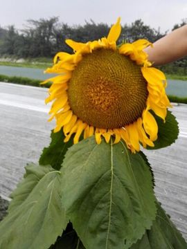 💖镜花水月💖主播照片