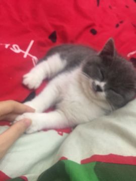 傲娇牧！主播照片