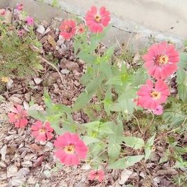 芹芹停播一个月主播照片