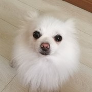 大鹏xd