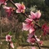 风云r7b
