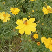 清风烟雨☆醉酒深情