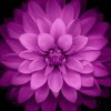 白衣天使☞菲菲☜
