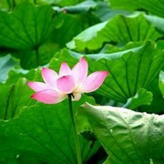 誰&amp;許我一世