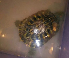 二【哥】主播照片