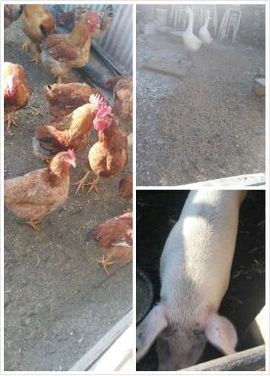 想吃肉没钱买主播照片