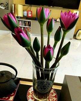 千寻宝宝主播照片