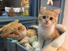 猫喵咪酱～暂停直播主播照片