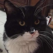 张家老猫