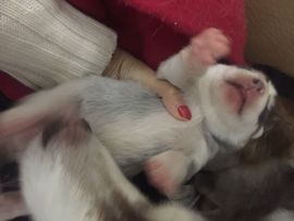 NiMO丶尼莫主播照片