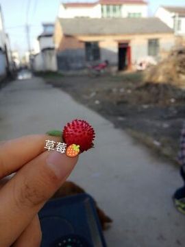 葱葱丿主播照片