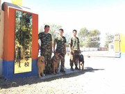 通辽市泰斗训犬学校