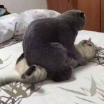 豌豆君主播照片