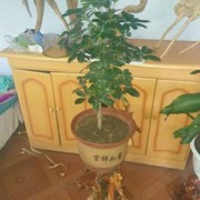 好花月圆海报