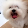 安梦l海报