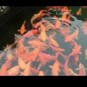 随缘qc7