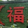 疯狂v豹子