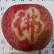 金苹果07