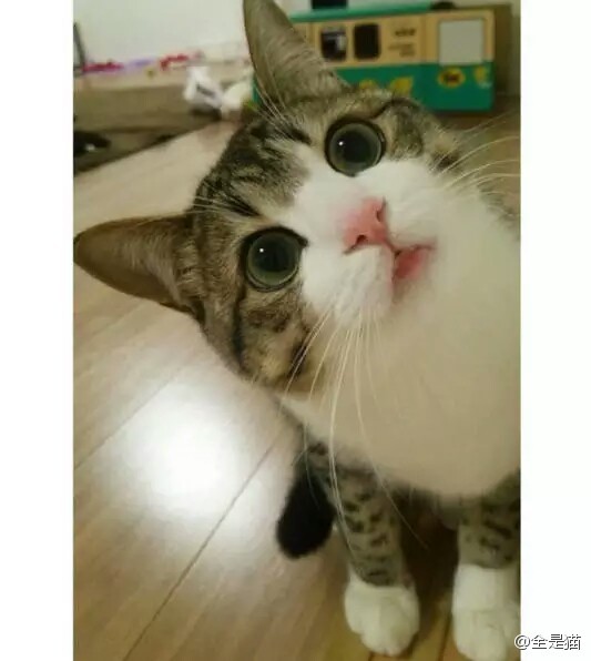 習慣有妮的图片
