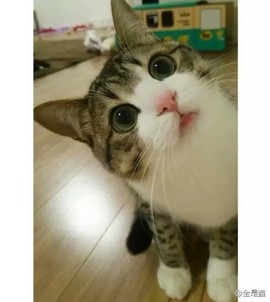 習慣有妮主播照片