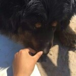 瘋人院：院长