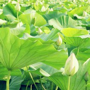 吹破天撇塌地