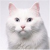 猫猫*$海报