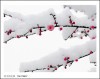 甜蜜糖豆
