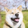 黄莲.