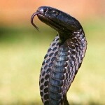 ん灵蛇公子🐍ㄜ