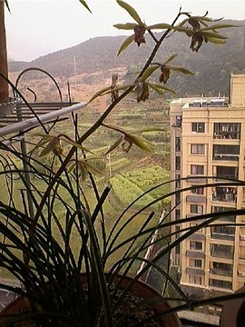 昨夜风起满地红主播照片