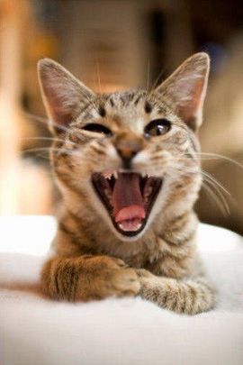 猫喵咪酱～暂停直播主播照片