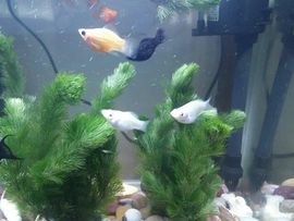 海鸽晚上晚会播主播照片