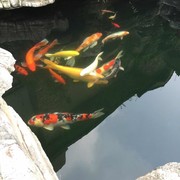 金樽张小龙🐲