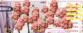 藝ღ小艺艺ღ主播照片