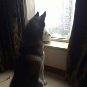 脚步々随梦＆而行海报