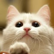 18猫咪