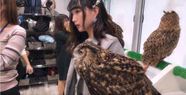 習慣有妮主播照片