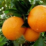 橙子🍊168