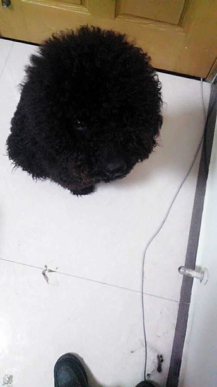 @没人爱的凡宝“的主播照片
