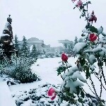 小丫嘛小小七