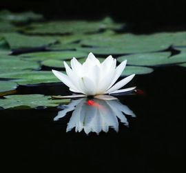 飞_来_峰主播照片