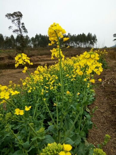 飞哥mA的主播照片