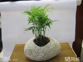奇石至尊主播照片