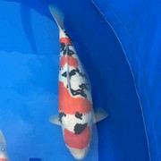 aqlonglong海报