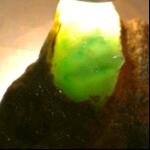 鹰击长空vc的主播照片