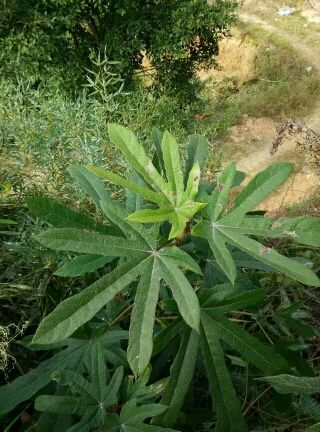 骞马云的主播照片