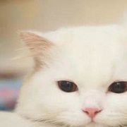 沐歌的白猫的头像